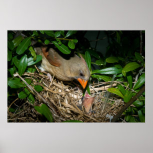 Female Cardinal Feeding Babies Poster