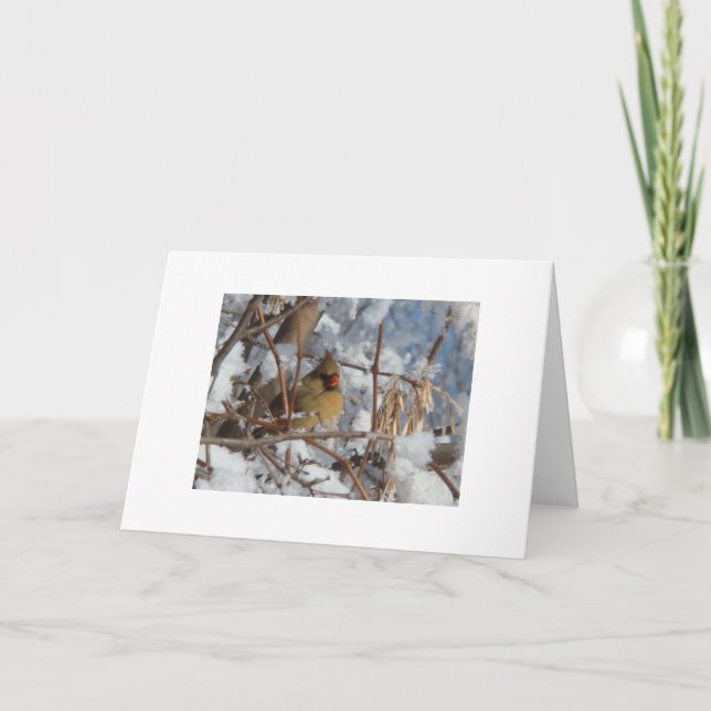 Female Cardinal Feeding In Snowy Tree Card (Front)