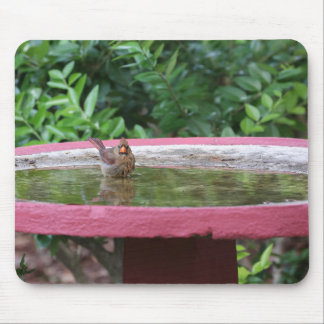 Female Cardinal in Birdbath Mouse Pad