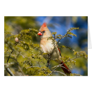 Female Cardinal In Evergreen