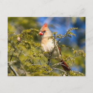 Female Cardinal In Evergreen Postcard