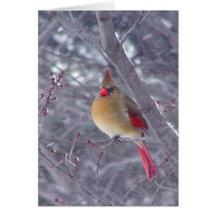 Female Cardinal in Snow