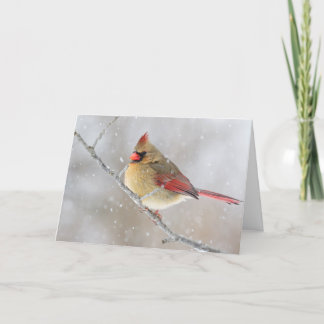 Female Cardinal in Snow Holiday Card