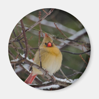 Female cardinal in tree magnet