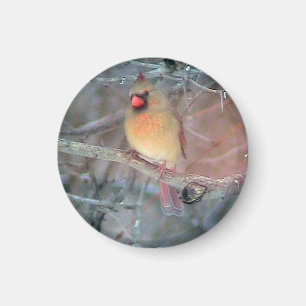 Female Cardinal Magnet