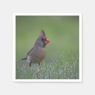 Female Cardinal Napkin