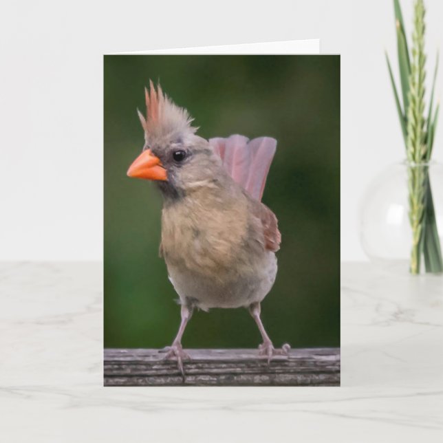 Female Cardinal Note Card (Front)