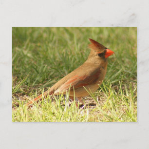 Female Cardinal Photo Postcard
