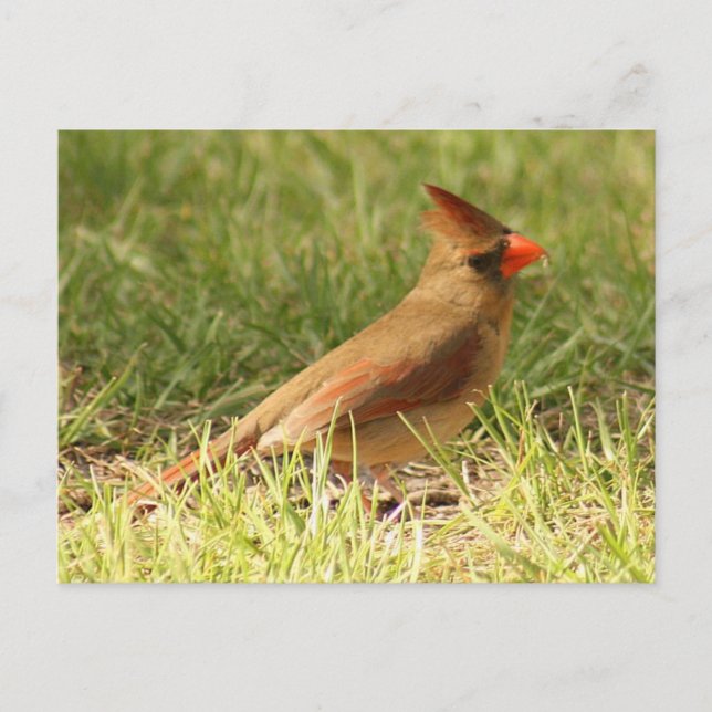 Female Cardinal Photo Postcard (Front)