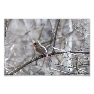 Female Cardinal Photo Print