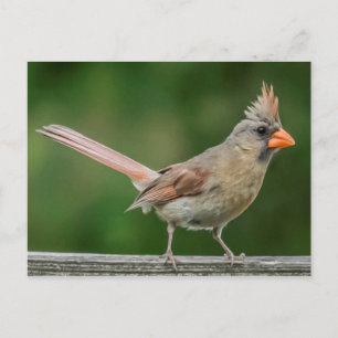 Female Cardinal Postcard