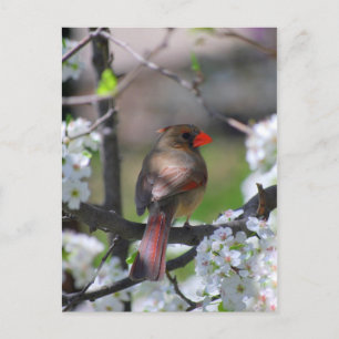 Female Cardinal Postcard