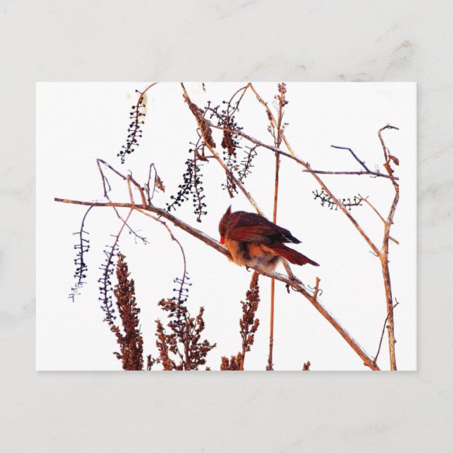 Female Cardinal Postcard (Front)