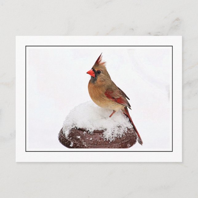 Female Cardinal Postcard (Front)