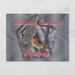 Female Cardinal Postcard- personalise as desired Postcard
