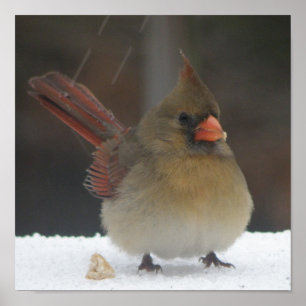 Female Cardinal Poster