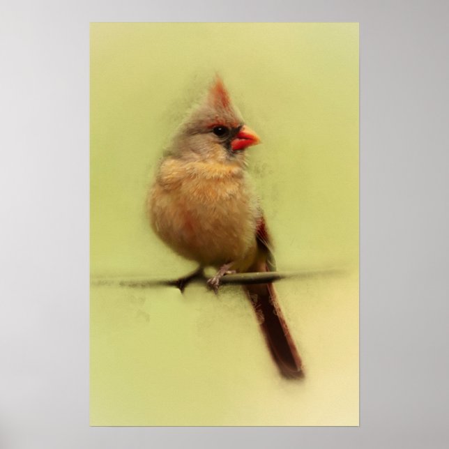 Female Cardinal Songbird Poster (Front)