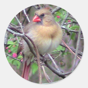 Female Cardinal (Spring) Classic Round Sticker