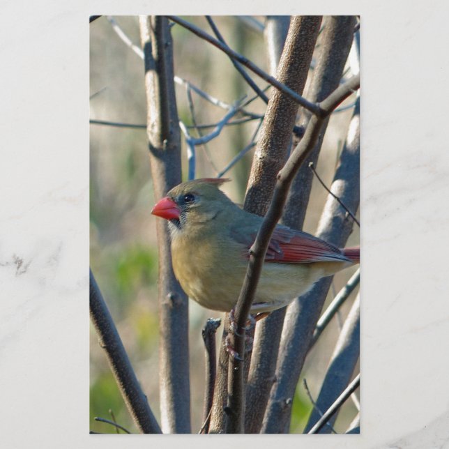 Female Cardinal Stationery (Front)