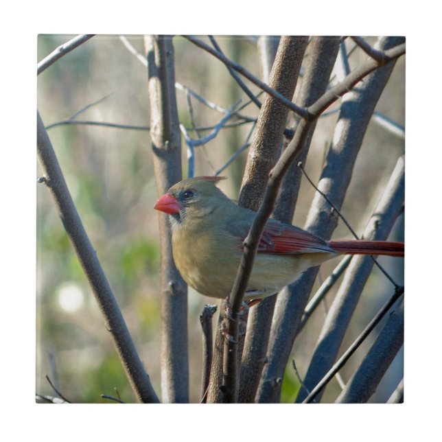 Female Cardinal Tile (Front)