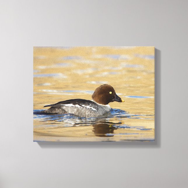 Female common Goldeneye duck Canvas Print (Front)