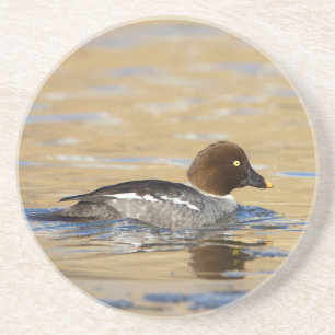 Female common Goldeneye duck Coaster