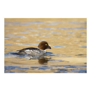Female common Goldeneye duck Photo Print