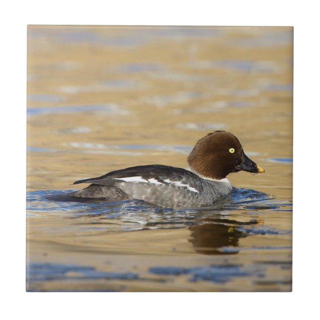 Female common Goldeneye duck Tile (Front)