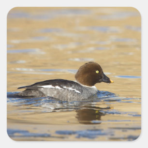 Female Common Goldeneye Square Sticker