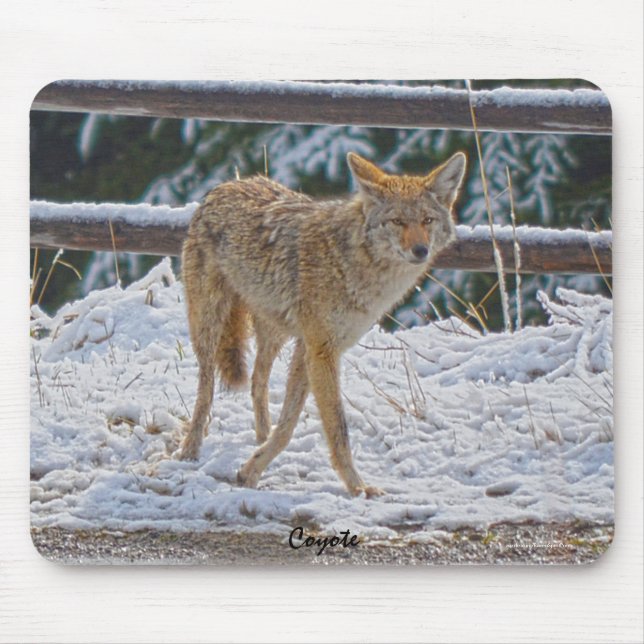 Female Coyote Hunting in Snow #Gift Mousepad (Front)