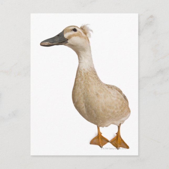 Female Crested Duck, 3 years old Postcard (Front)