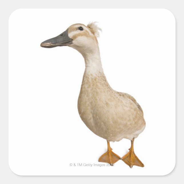 Female Crested Duck, 3 years old Square Sticker (Front)