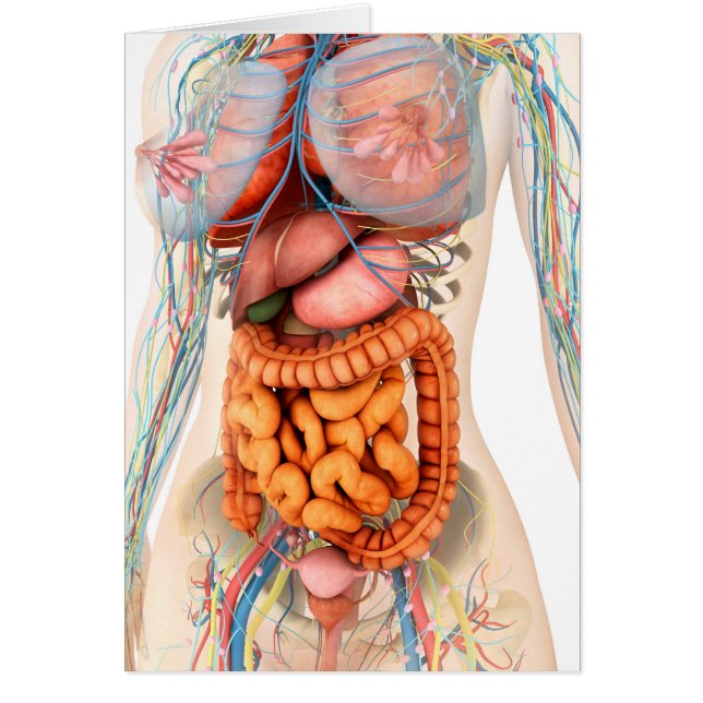 Female Digestive And Circulatory System (Front)