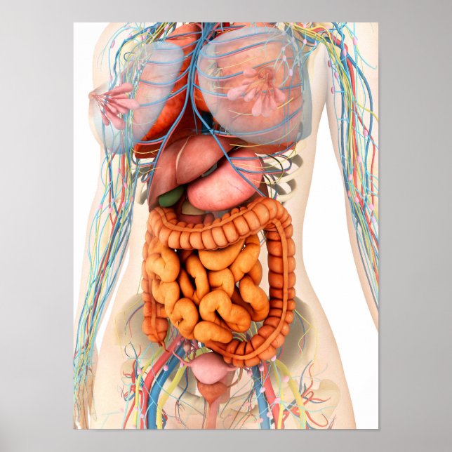 Female Digestive And Circulatory System Poster (Front)
