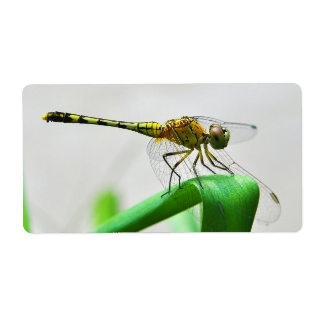 Female Dragonfly Diplacodes Trivialis (Front)