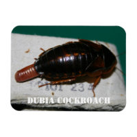 Female Dubia cockroach with egg sac