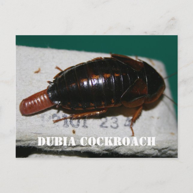 Female Dubia cockroach with egg sac Postcard (Front)