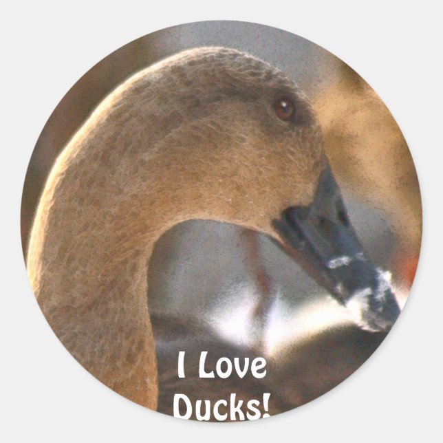 Female Duck Bird Wildlife Sticker (Front)