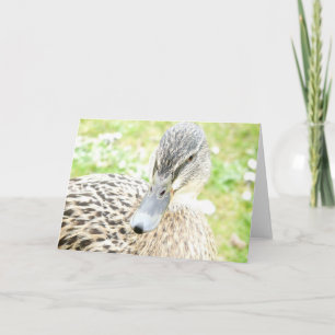 Female Duck Card