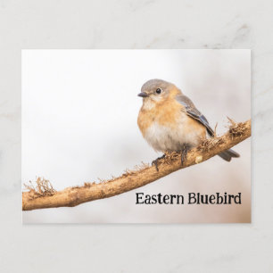 Female Eastern Bluebird Postcard