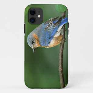 Female Eastern Bluebird, Sialia sialis Case-Mate iPhone Case
