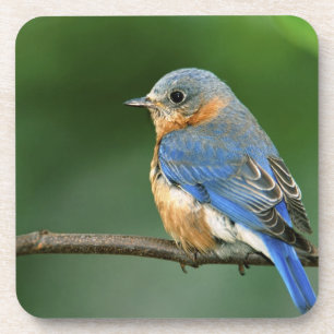Female Eastern Bluebird, Sialia sialis Coaster