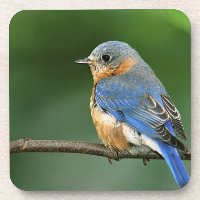 Female Eastern Bluebird, Sialia sialis Coaster (Front)