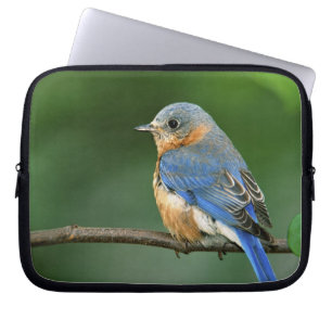 Female Eastern Bluebird, Sialia sialis Laptop Sleeve