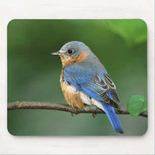 Female Eastern Bluebird, Sialia sialis Mouse Pad