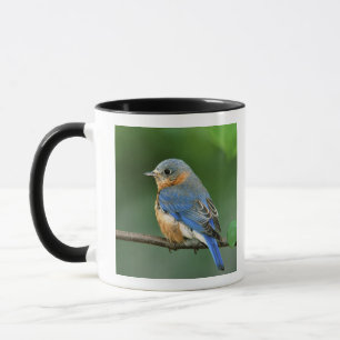 Female Eastern Bluebird, Sialia sialis Mug