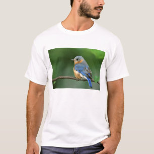 Female Eastern Bluebird, Sialia sialis T-Shirt