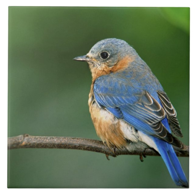 Female Eastern Bluebird, Sialia sialis Tile (Front)