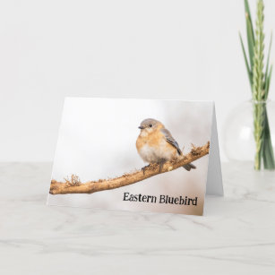 Female Eastern Bluebird Thank You Card