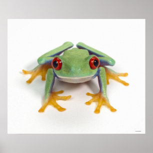 Female frog poster